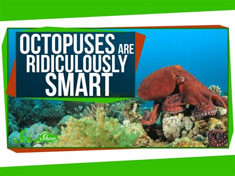 Are octopus smart. Things To Know About Are octopus smart. 
